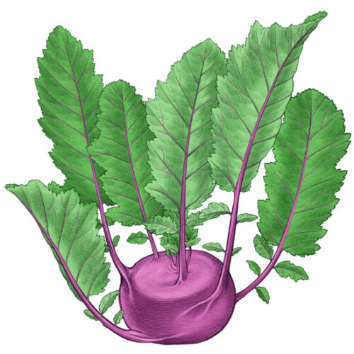 All About Growing Kohlrabi
